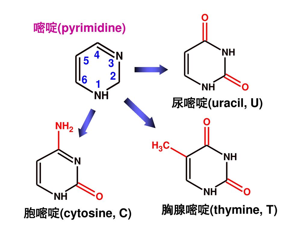 rna均有 鸟嘌呤(g 碱基 胞嘧啶(c dna有 嘧啶 胸腺嘧啶(t rna有 尿